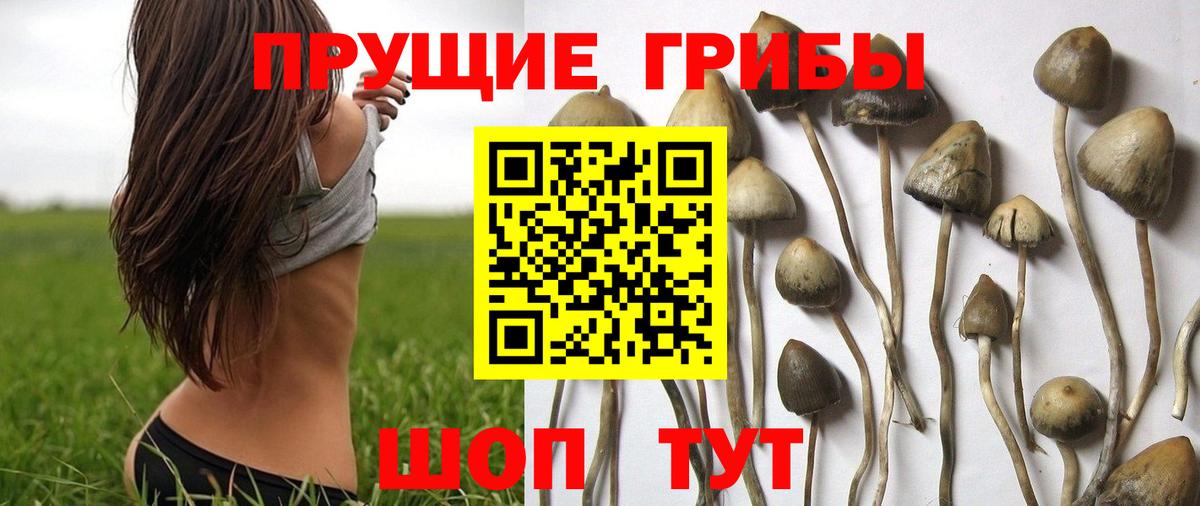 Псилоцибиновые грибы Psilocybe  Санкт-Петербург  Псилоцибиновые грибы ЛСД 